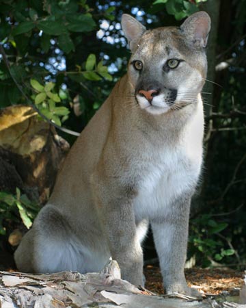photo of Shoshone, our Cougar